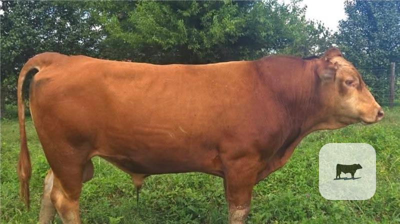188 Reg. Akaushi Bulls... Central TN