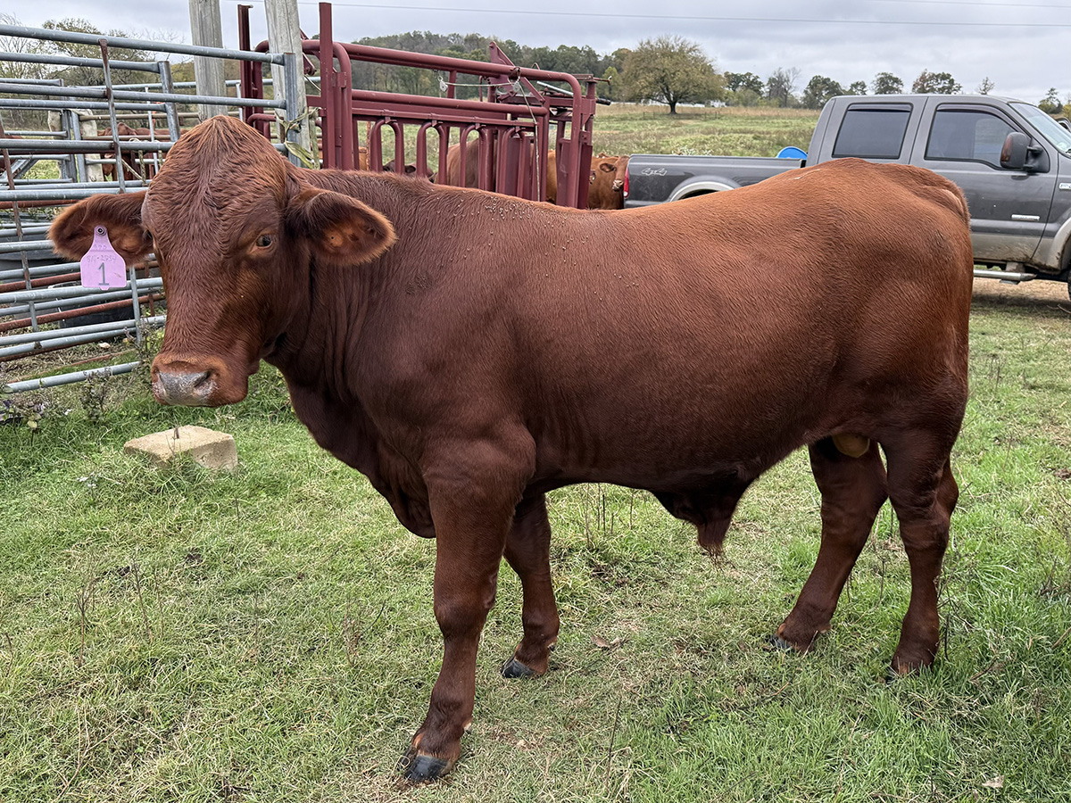 271 Reg. Santa Gertrudis Bulls... Northeast AR