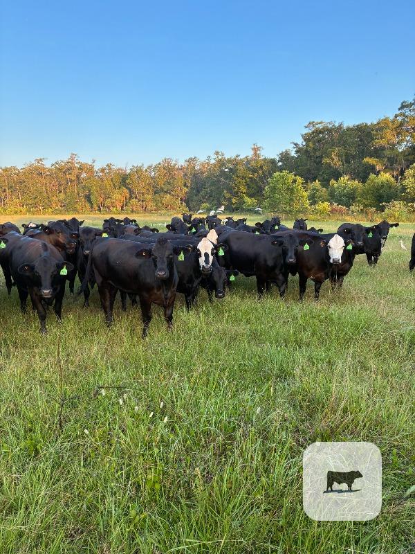 243 Brangus Bred Heifers... Northern FL