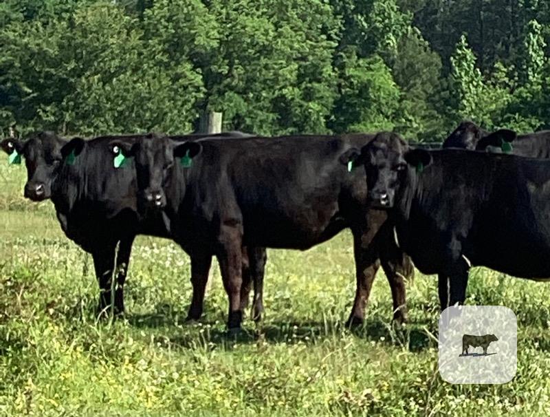 264 Angus Cows...Central AL