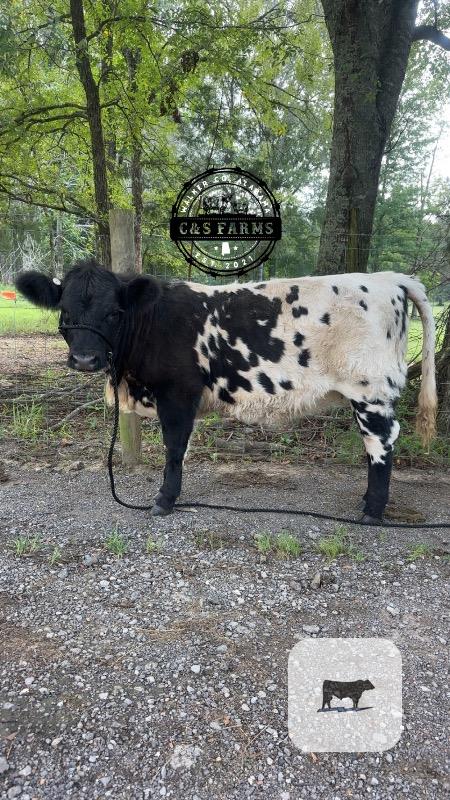 123 Reg. HighPark Composite Rep. Heifers... Northwest AL