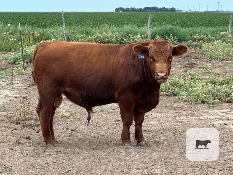 263 Red Angus Bulls... TX South Plains