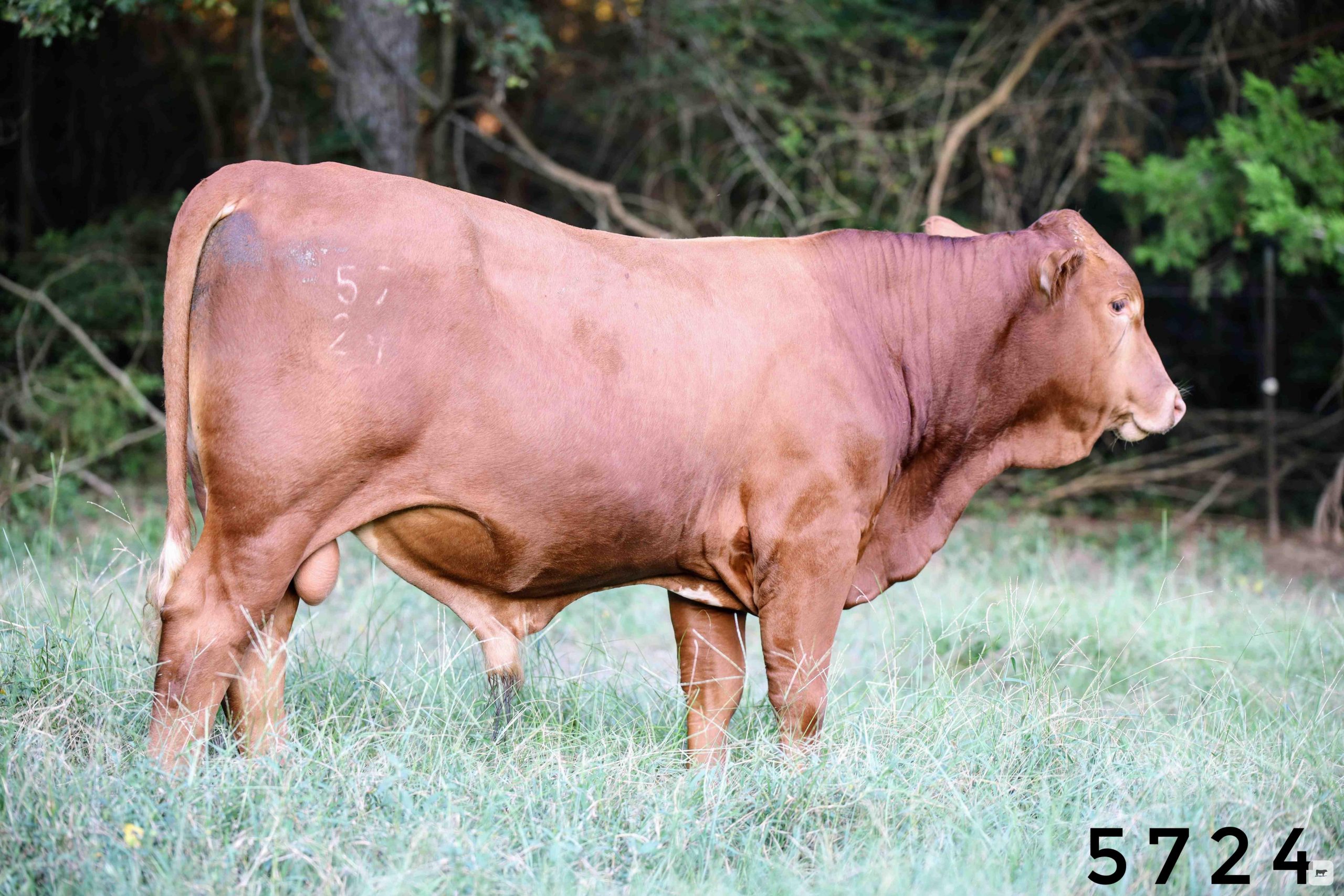 267 Reg. Beefmaster Bulls... Northeast TX