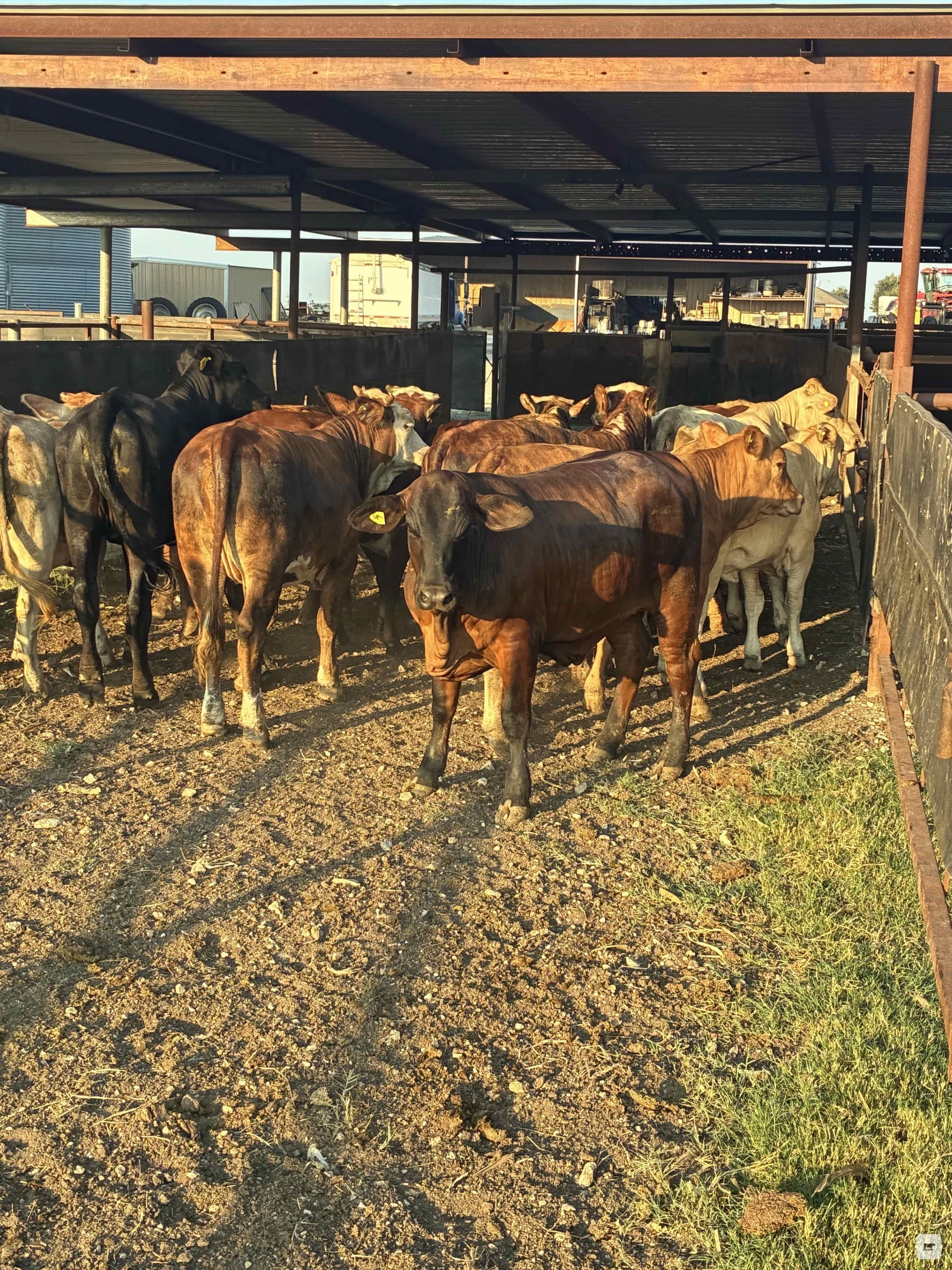 318 Brahman Cross Rep. Heifers... Central TX