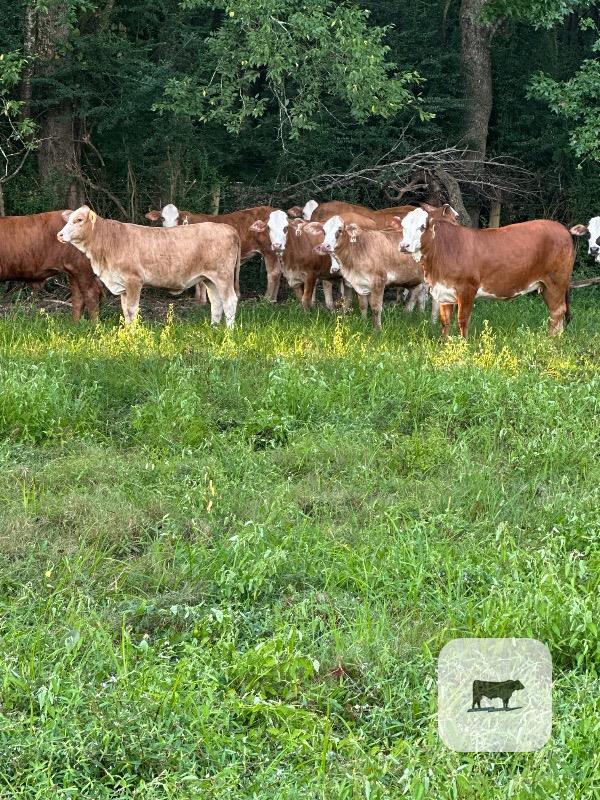 168 Braford/Tigerstripe Rep. Heifers... East TX