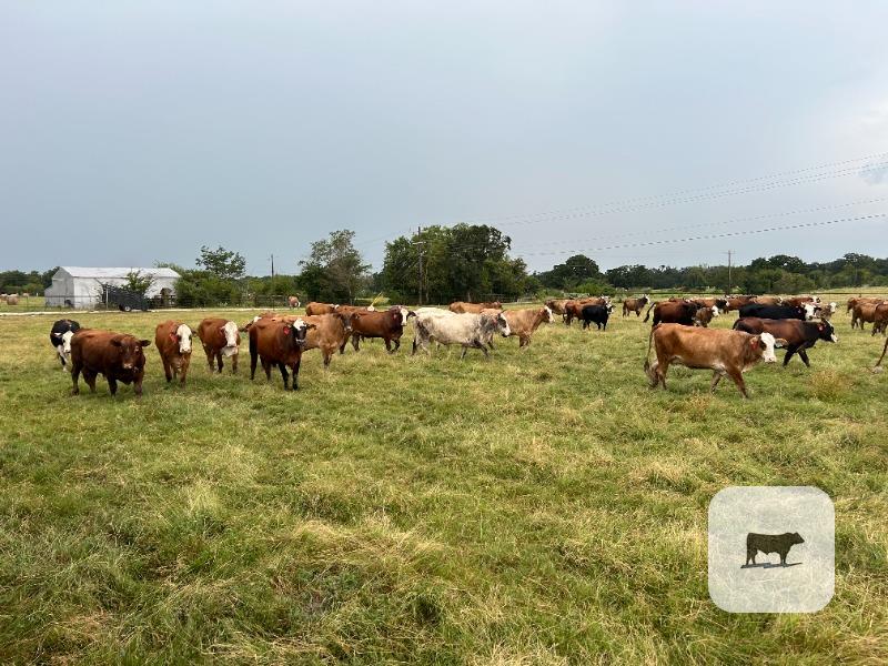 175 Braford/Tigerstripe Cows... East TX