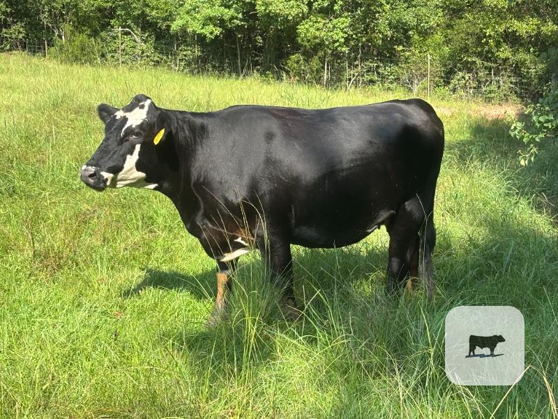 189 Angus, BWF & RWF Cows... Southeast AL