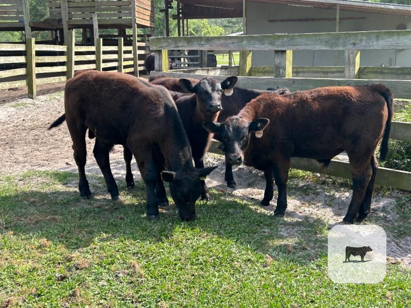 Steers for sale