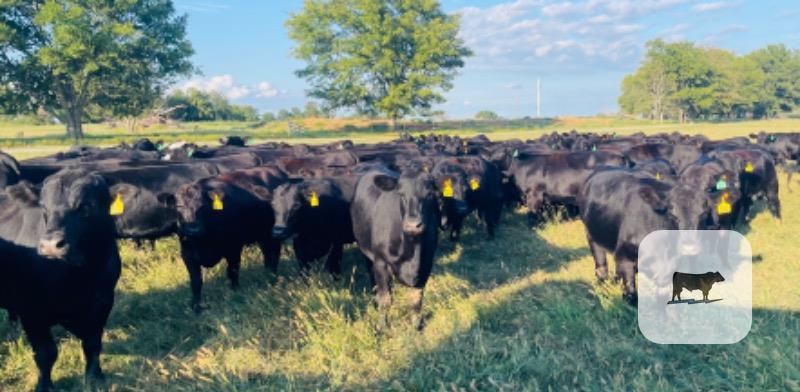 211 Angus/SimAngus Bred Heifers... Northeast OK