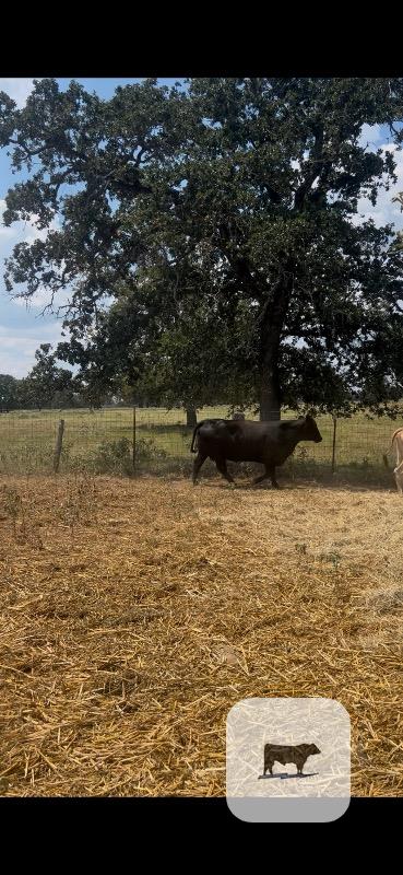 168 Crossbred Cows... S. Central TX