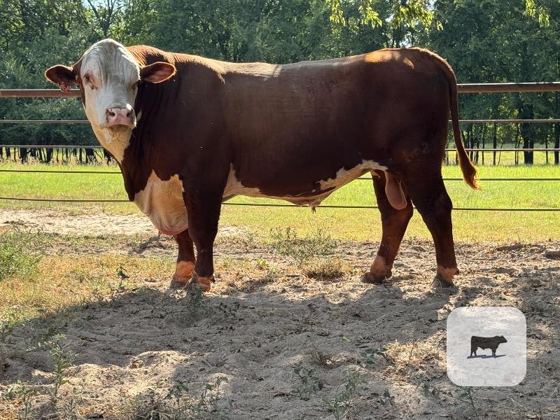 183 Reg. Hereford Bulls... Northeast TX