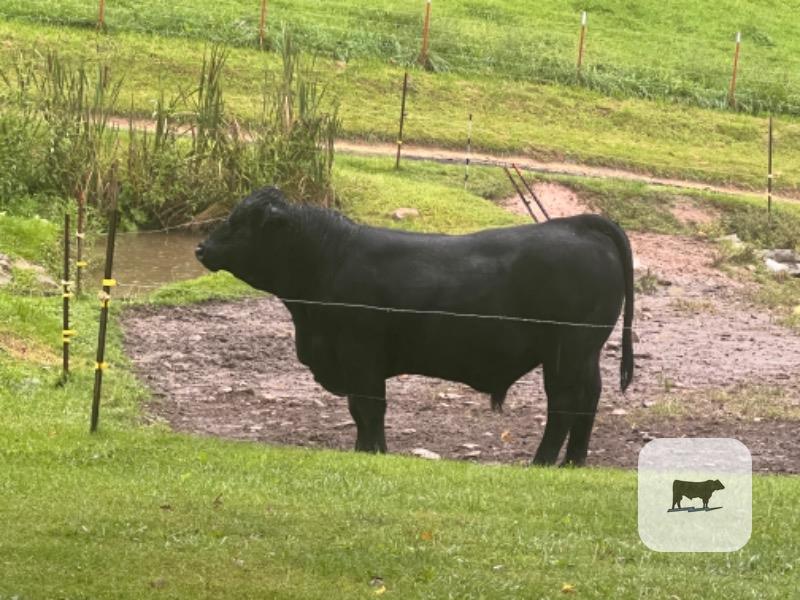 126 Reg. Balancer Bulls... Western NC