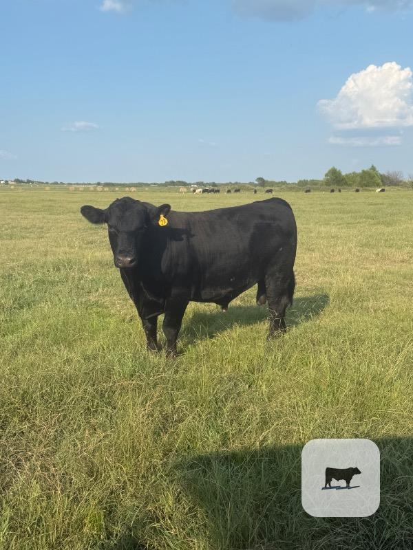 236 Reg. Angus & Purebred Charolais Bulls... N. Central TX