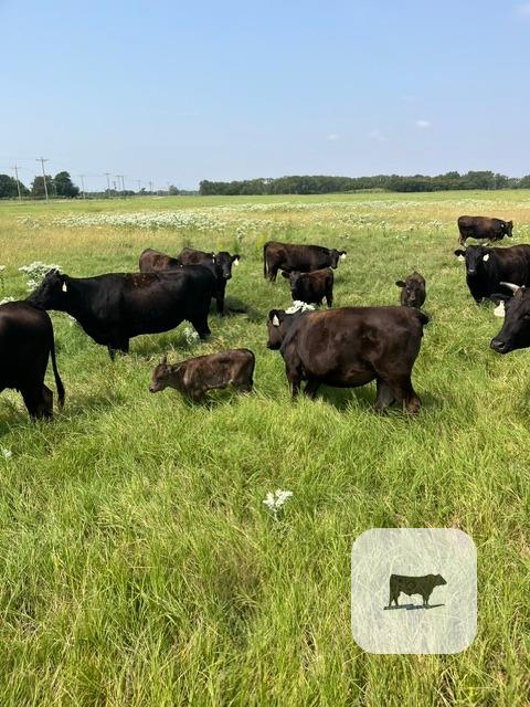 271 Reg. Wagyu Pairs... N. Central OK