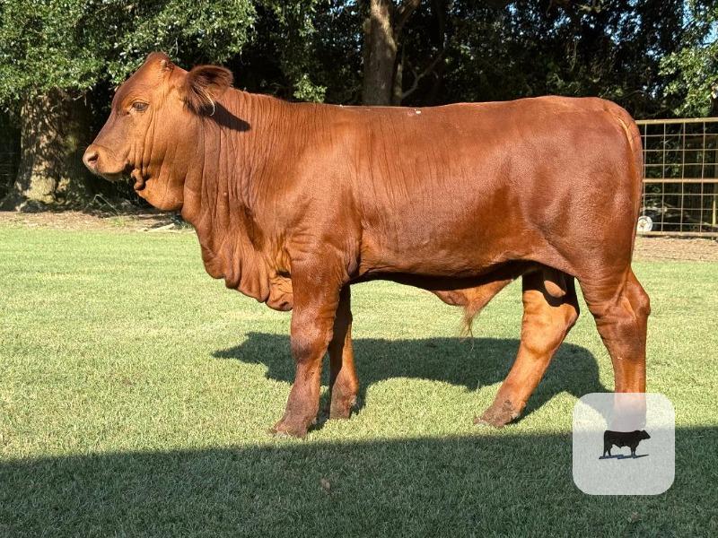 Calves for sale